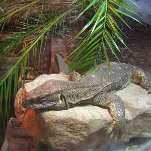 Black-throated Monitor