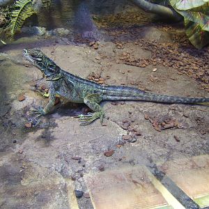 Philippine Sailfin Lizard