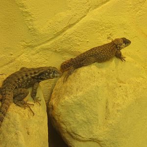 Curly-tailed Lizard (Leiocephalus carinatus)