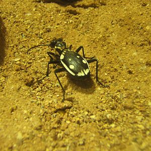 Anthia Ground Beetle (Anthia sexmaculata)