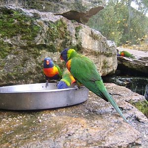 Green-naped Lorikeet