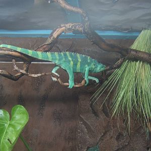 Mellers Chameleon
