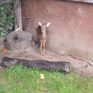 Kirk`s Dik-dik
