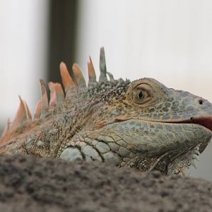 Green iguana