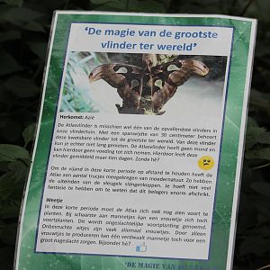 Info-sign Atlas butterfly