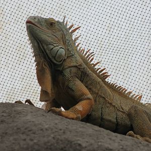 Green iguana