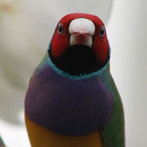 Gouldian finch