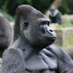 Western lowland gorilla