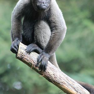 Woolly monkey