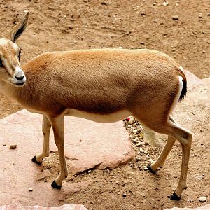 Persian gazelle; Karlsruhe; 6th September 2015