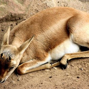 Persian gazelle; Karlsruhe; 6th September 2015
