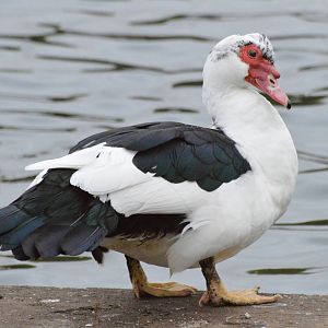 Muscovy duck