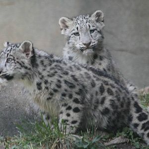 Snow Leopard Cubs - Daania and Malaya