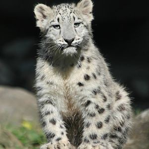 Snow Leopard Cub - Malaya