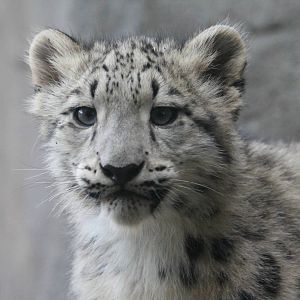 Snow Leopard Cub - Malaya