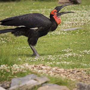 Southern ground hornbill during bird show