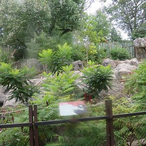 Asia Trail - Sloth Bear exhibit #1