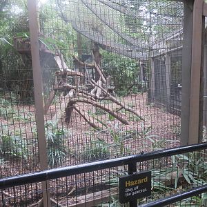 Great Cats - Bobcat exhibit