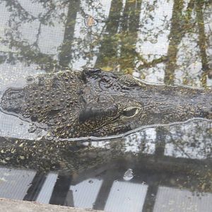 Reptile Discovery Center - Cuban Crocodile