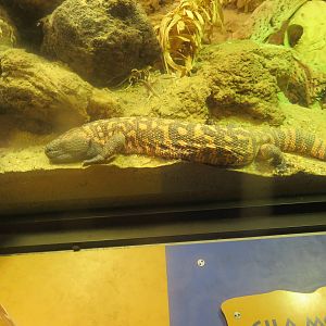 Reptile Discovery Center - Gila Monster