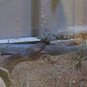Reptile Discovery Center - King Cobra