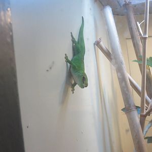 Reptile Discovery Center - Madagascar Day Gecko