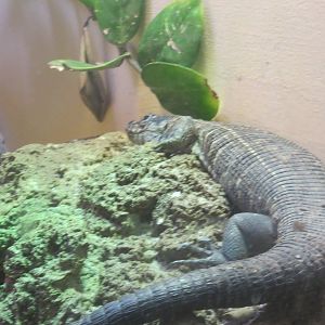 Reptile Discovery Center - Unknown Species