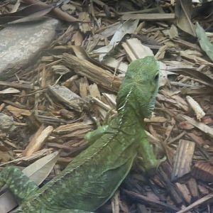 Reptile Discovery Center - Chinese Water Dragon