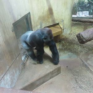 Great Ape House - Western Lowland Gorilla