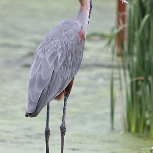 Goliath heron