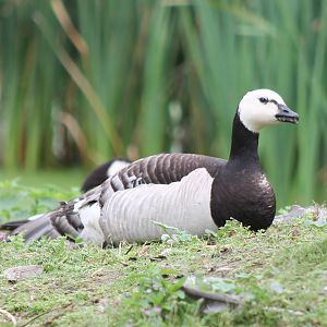 Barnacle goose
