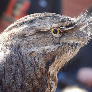 Oct. 2015 - Tawny Frogmouth