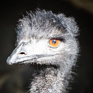 Oct. 2015 - Wildlife Canyon - Emu