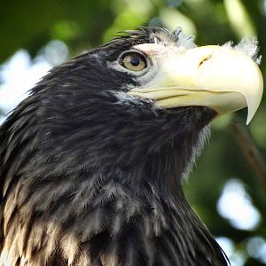 Oct. 2015 - Eagle Eyrie - Steller' Sea Eagle