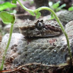 Oct. 2015 - Reptile House - Eyelash Viper