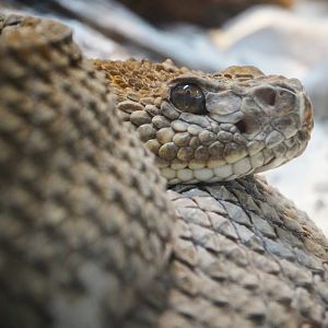 Oct. 2015 - Reptile House - Aruba Island Rattlesnake