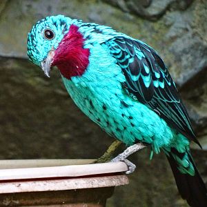 Oct. 2015 - World of the Insect - Spangled Cotinga