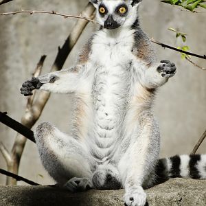 Oct. 2015 - Lemur Lookout - Ring-tailed Lemur