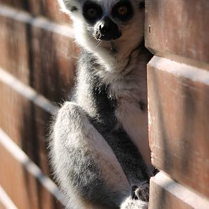 Ring-tailed lemur