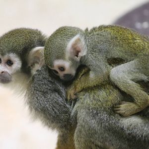 Squirrel monkey with young