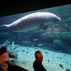 Oct. 2015 - Manatee Springs - Betsy