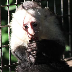White-faced capuchin young