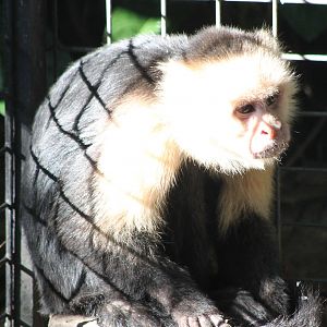 White-faced capuchin adult