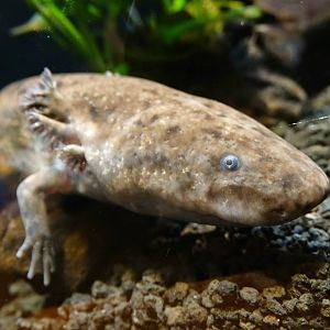 Oct. 2015 - Manatee Springs - Greater Siren (New Species 2015)