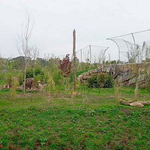 Tiger Exhibit - Islands - 11/10/2015