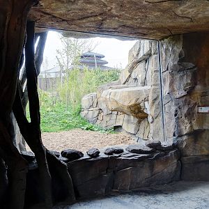 Tiger Exhibit - Islands - 11/10/2015