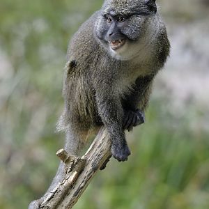 Allens swamp monkey