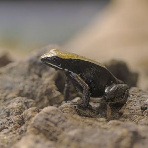 Brown mantella