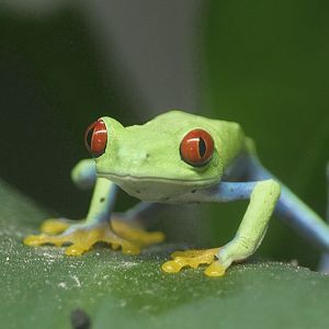 Red-eyed tree frog