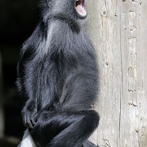 King colobus juvenile